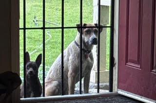 Lucky Dog, Adopted, Young Male Pit Bull Terrier.