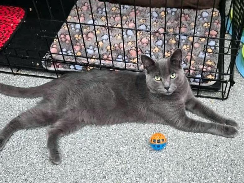 Duncan, a Adoptable Domestic Short Hair in Pittsburgh, PA image 4/6