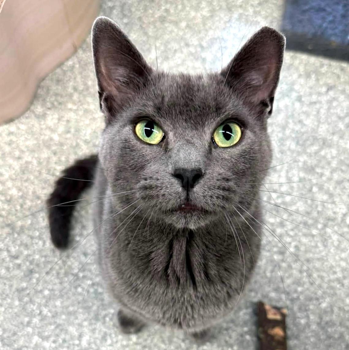 Duncan, a Adoptable Domestic Short Hair in Pittsburgh, PA image 2/6