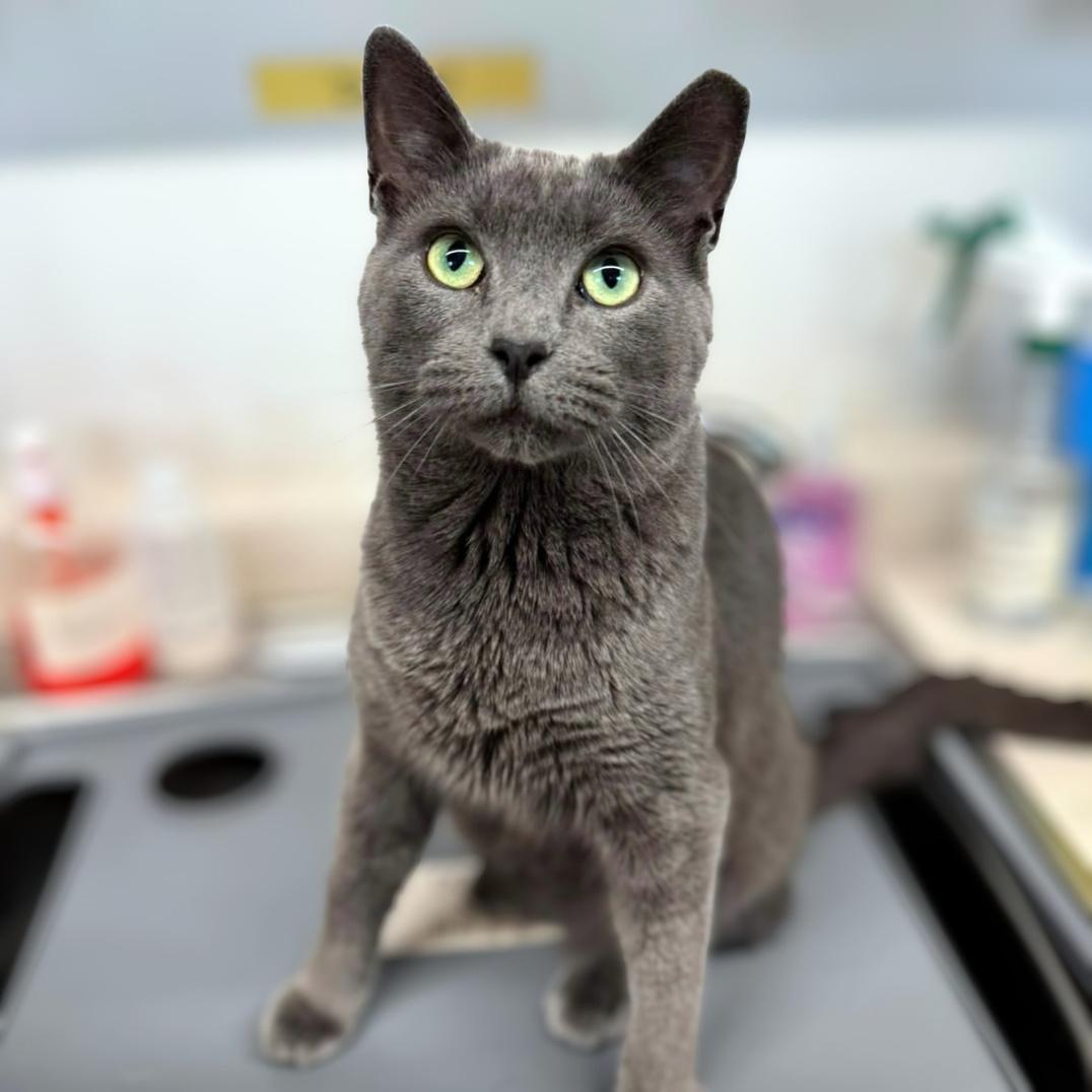Duncan, Adoptable, Adult Male Domestic Short Hair.