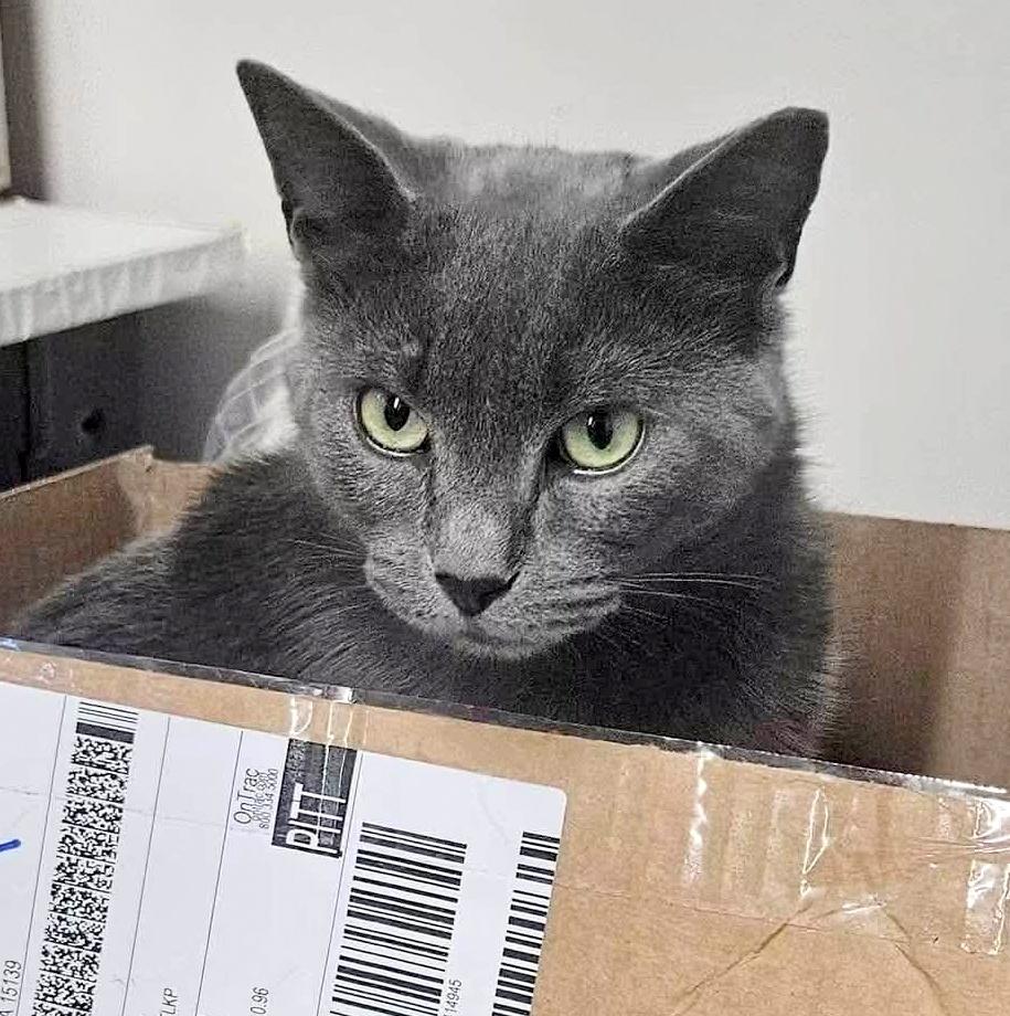 Duncan, a Adoptable Domestic Short Hair in Pittsburgh, PA image 3/6
