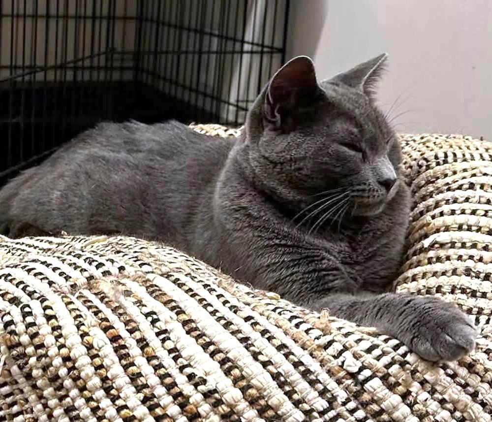 Duncan, a Adoptable Domestic Short Hair in Pittsburgh, PA image 6/6