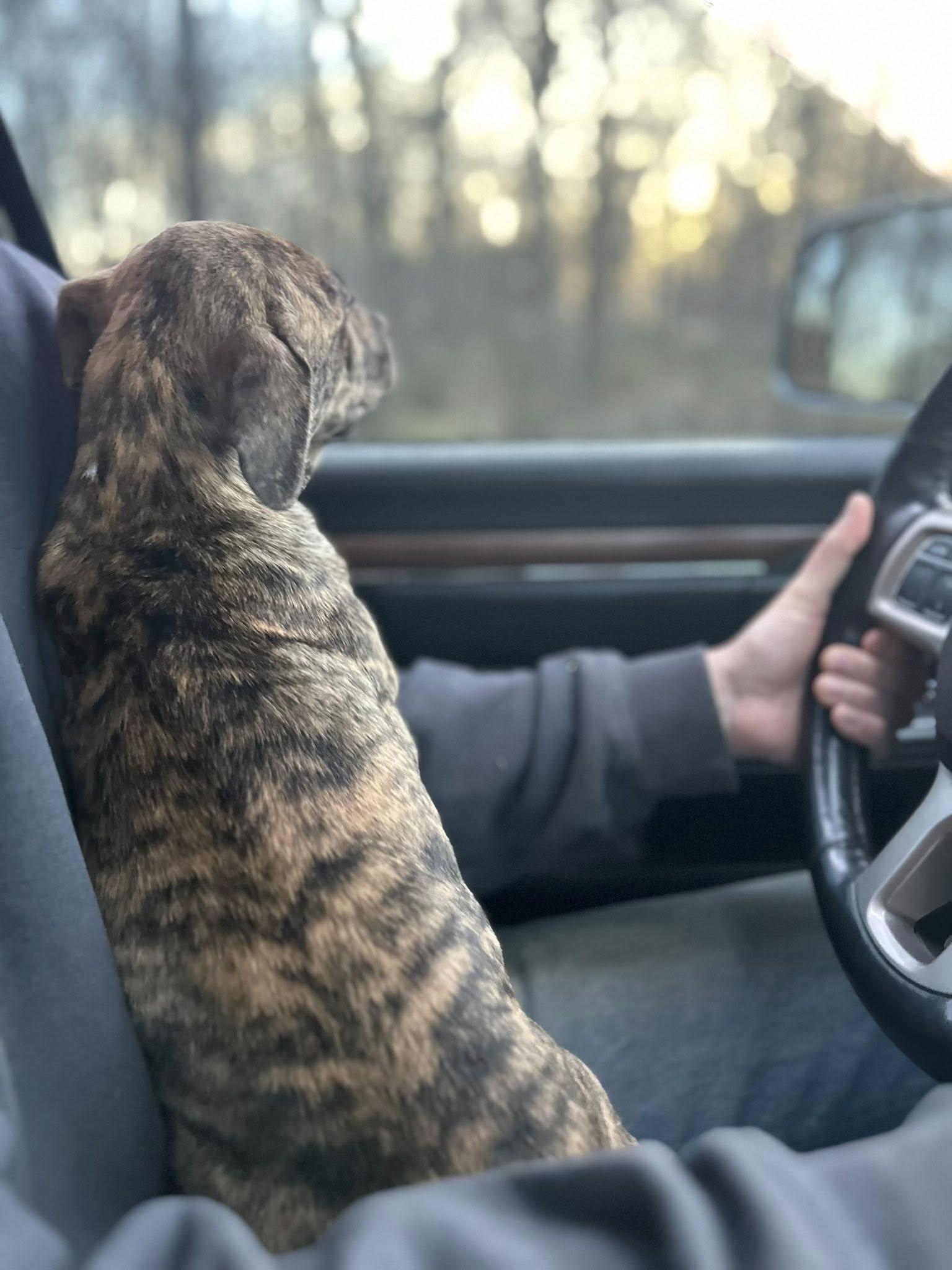 Enlarge Reeses, a ADOPTABLE mixed breed in Okmulgee, OK image 2/4