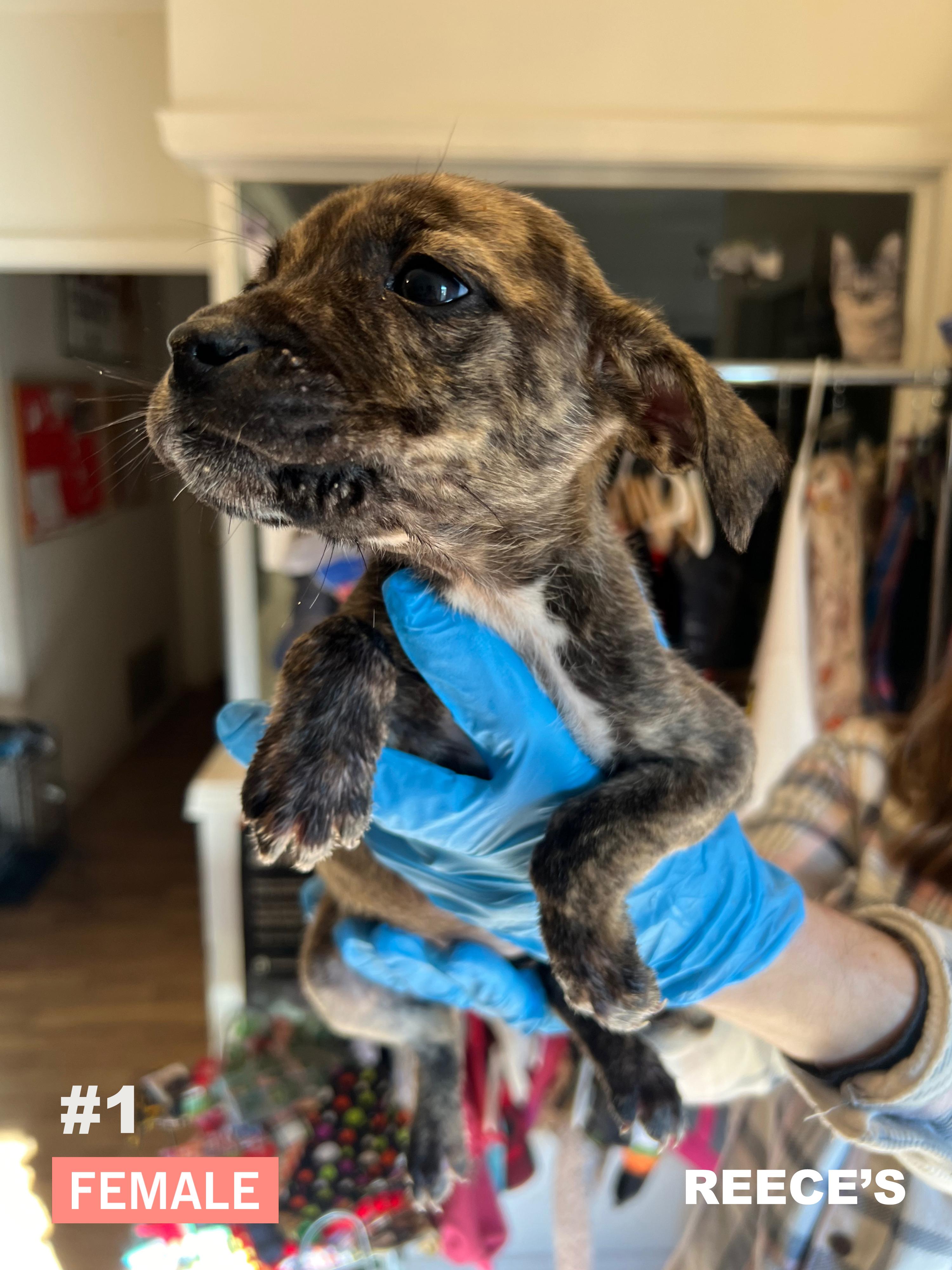 Enlarge Reeses, a ADOPTABLE mixed breed in Okmulgee, OK image 4/4