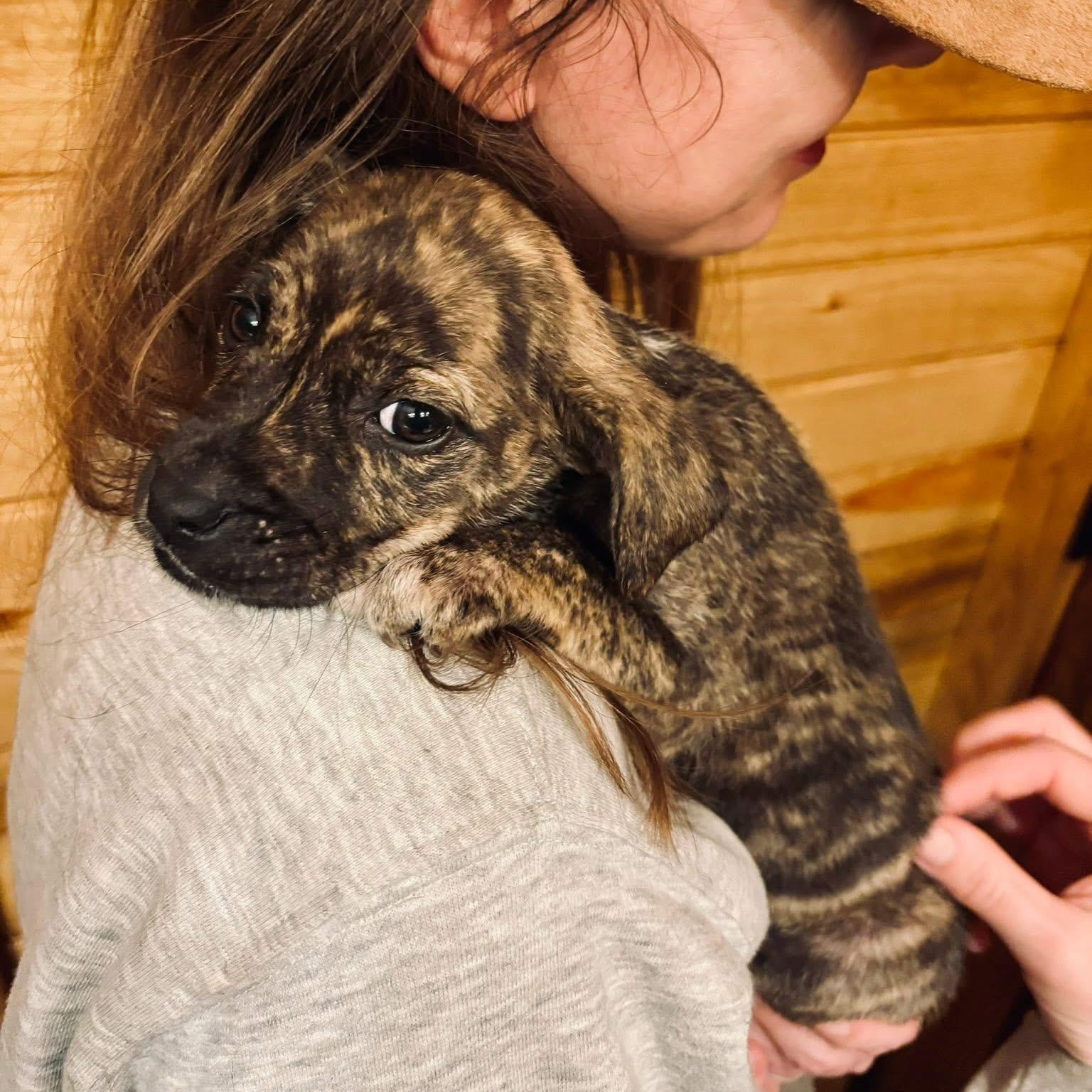 Reese, ADOPTABLE, Puppy Female Pit Bull Terrier & Boxer.