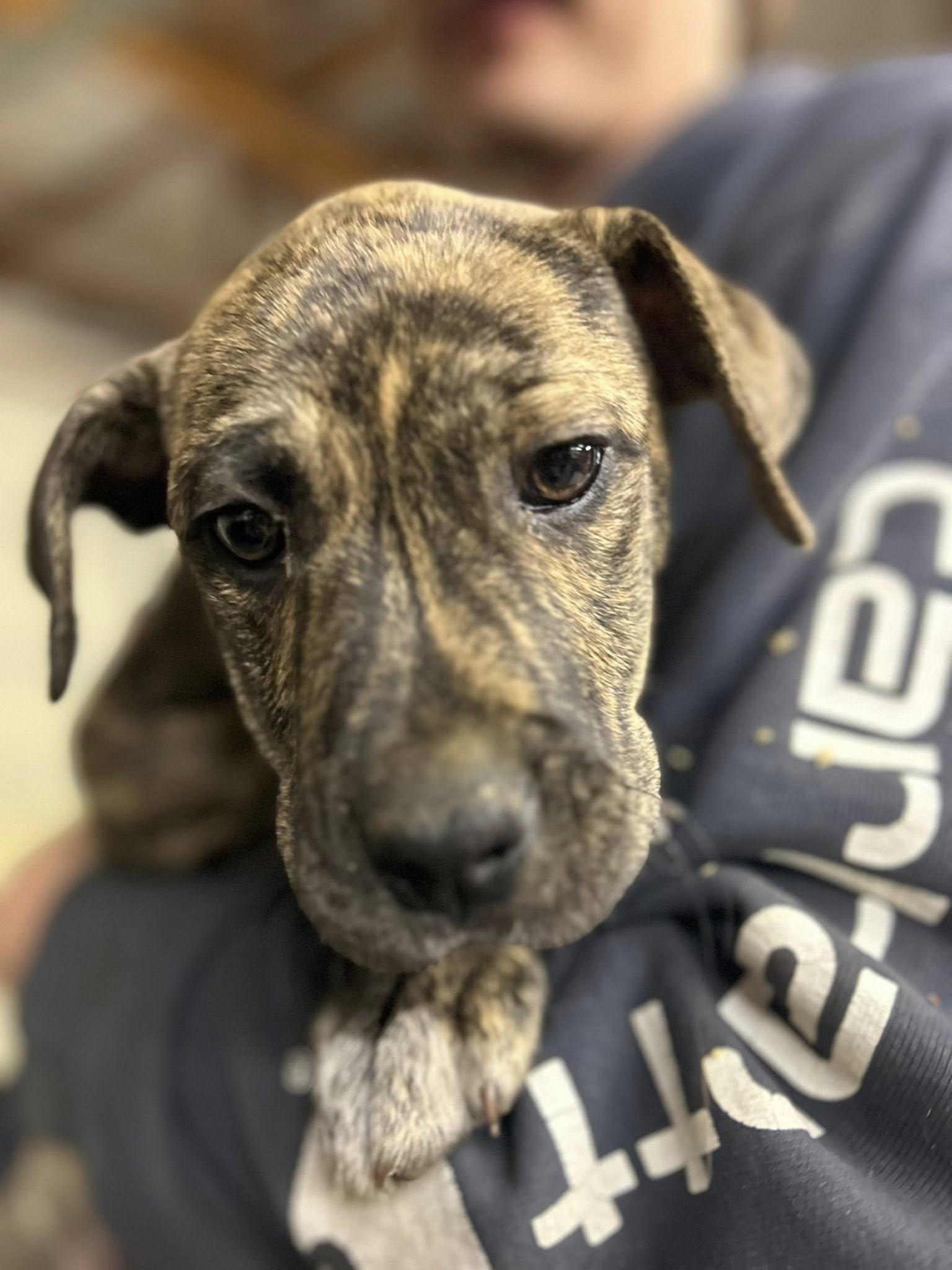 Reeses, ADOPTABLE, Puppy Female Boxer.