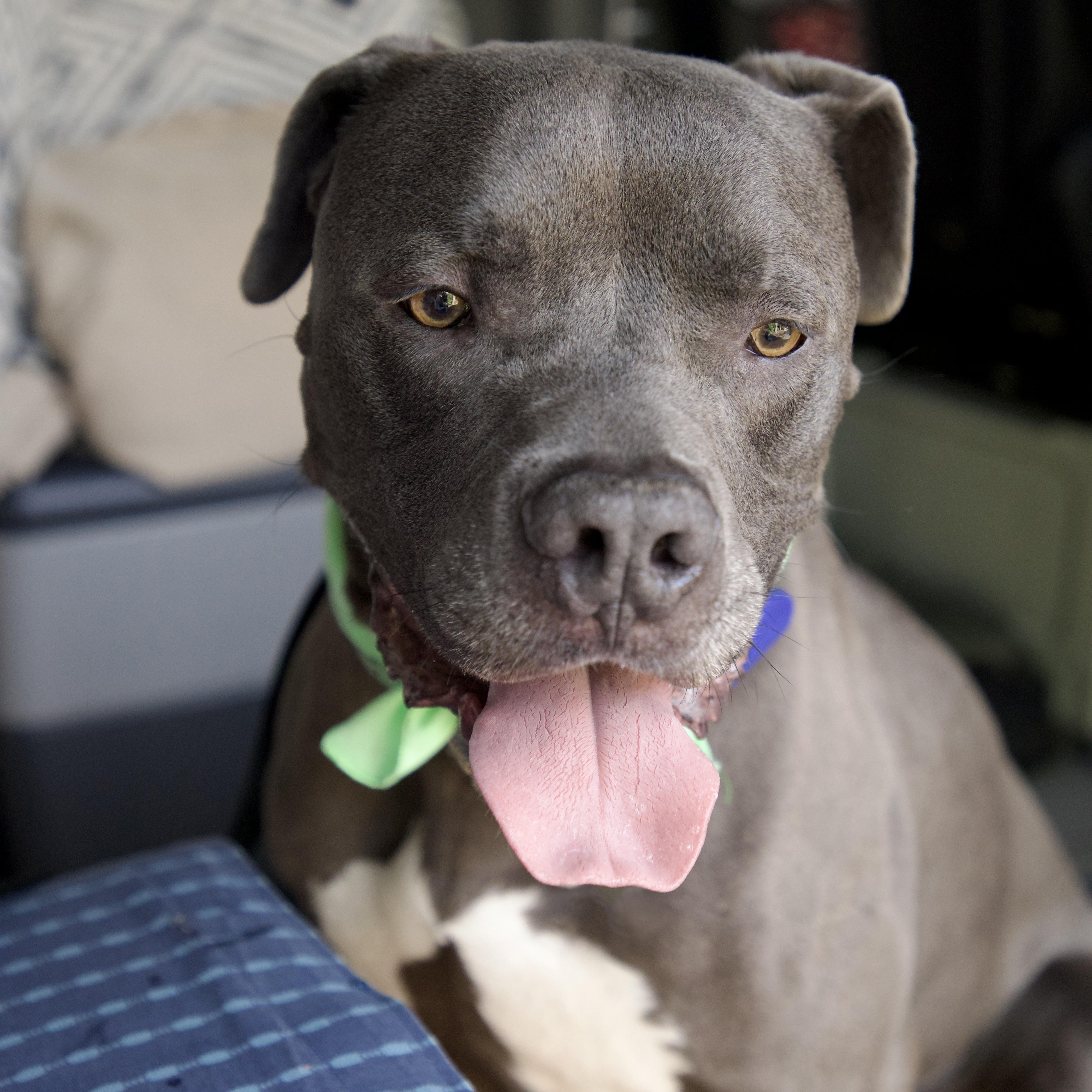 Baloo, a ADOPTABLE mixed breed in Los Angeles, CA image 5/6