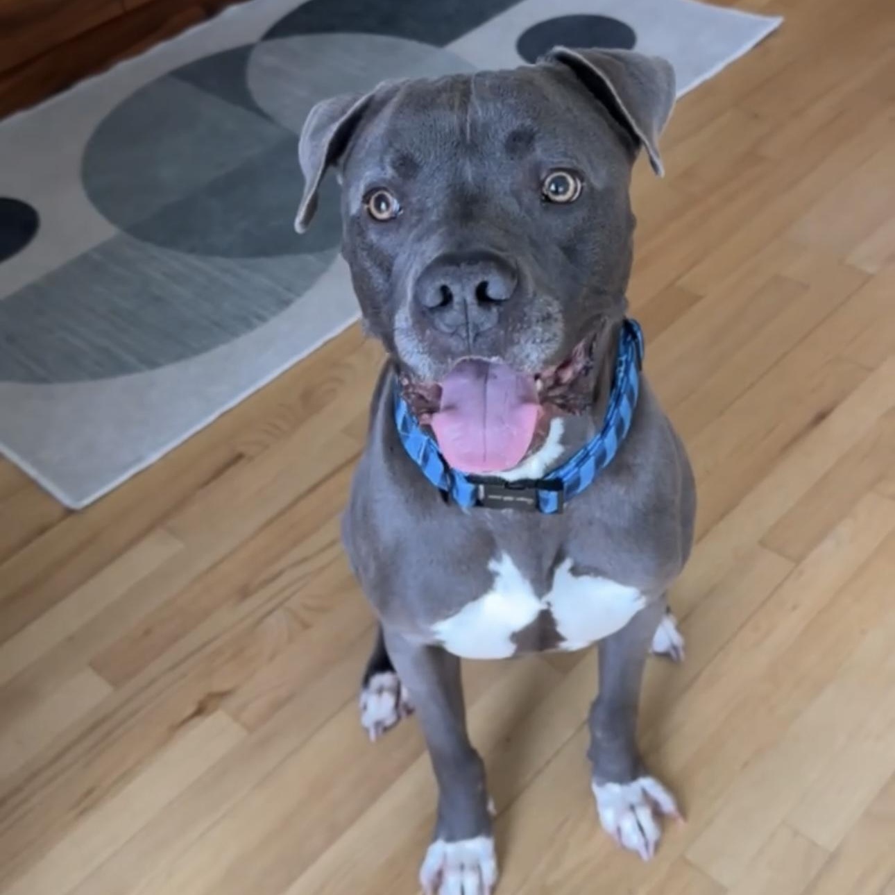 Baloo, a ADOPTABLE mixed breed in Los Angeles, CA image 4/6