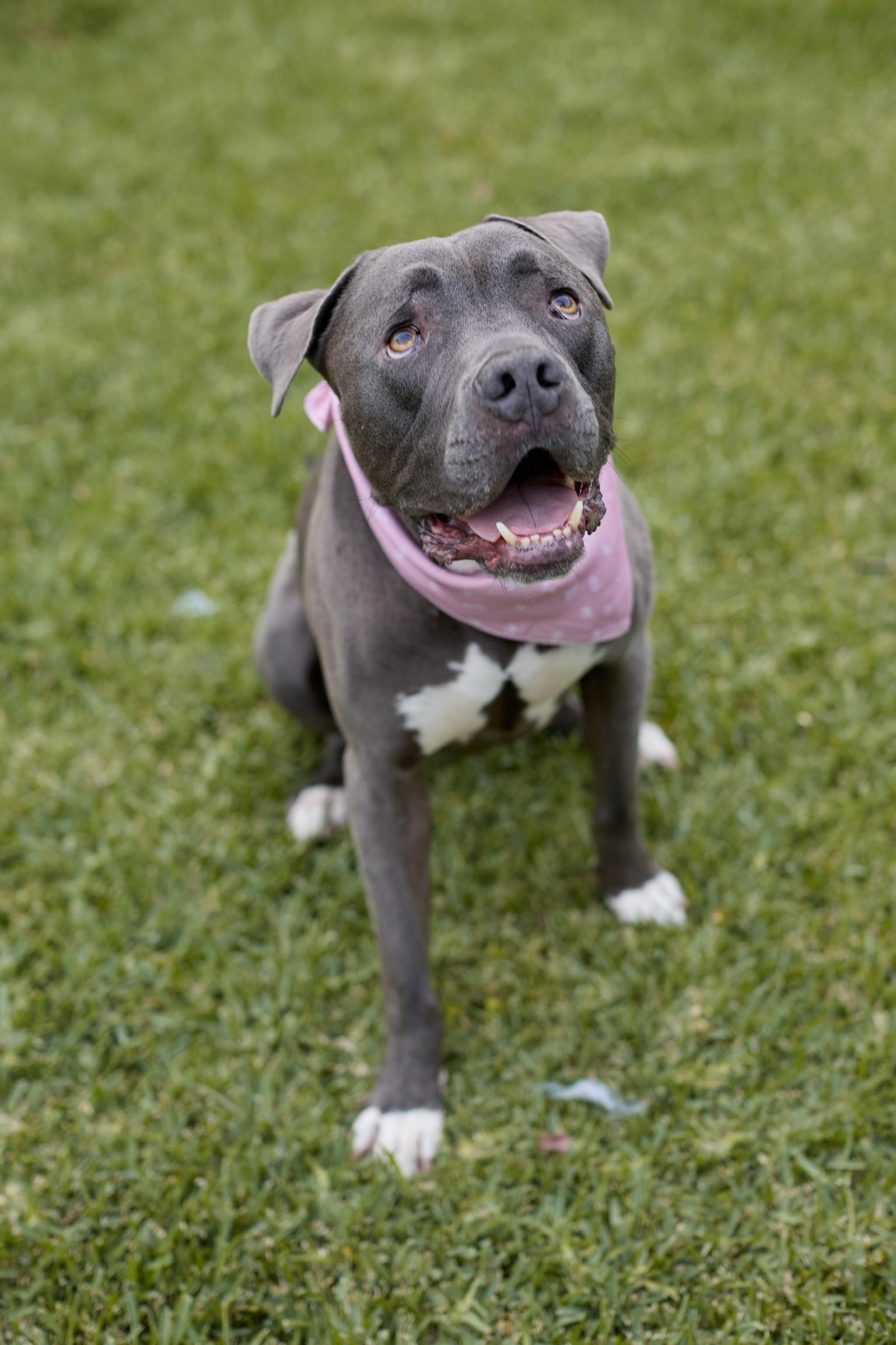 Enlarge Baloo, a ADOPTABLE Pit Bull Terrier in Los Angeles, CA image 3/5