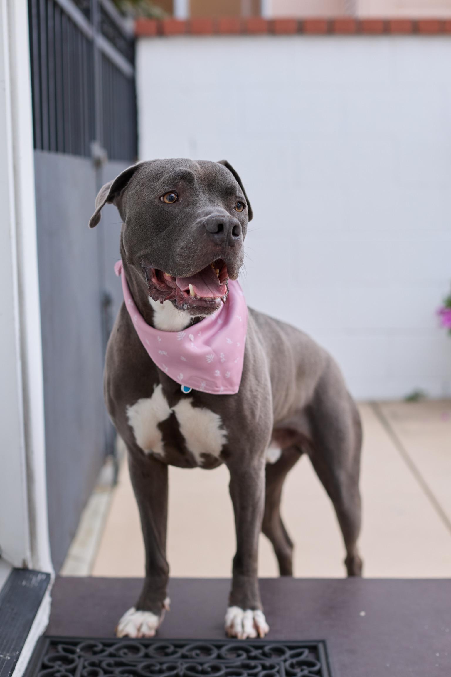 Enlarge Baloo, a ADOPTABLE Pit Bull Terrier in Los Angeles, CA image 4/5