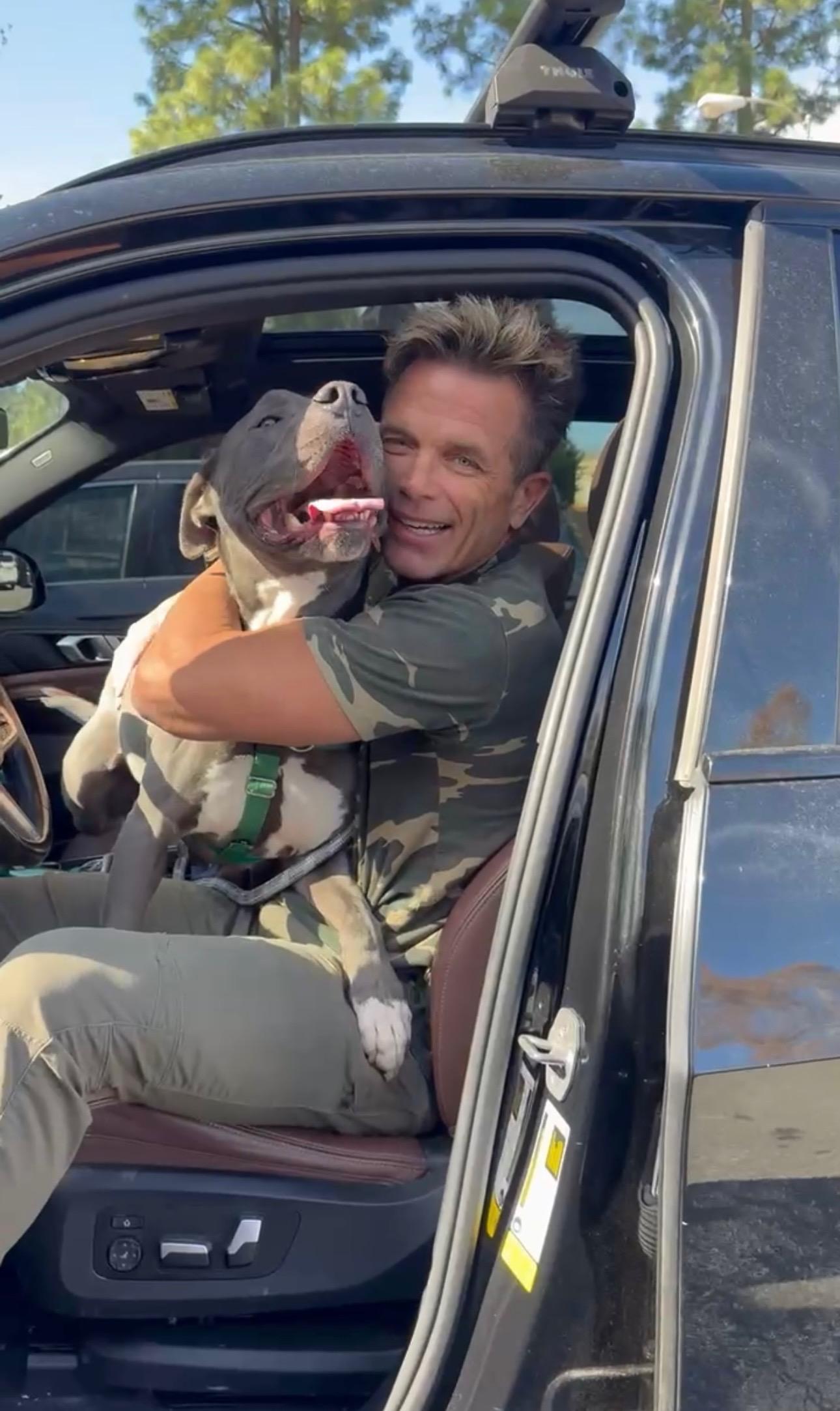 Enlarge Baloo, a ADOPTABLE Pit Bull Terrier in Los Angeles, CA image 3/5