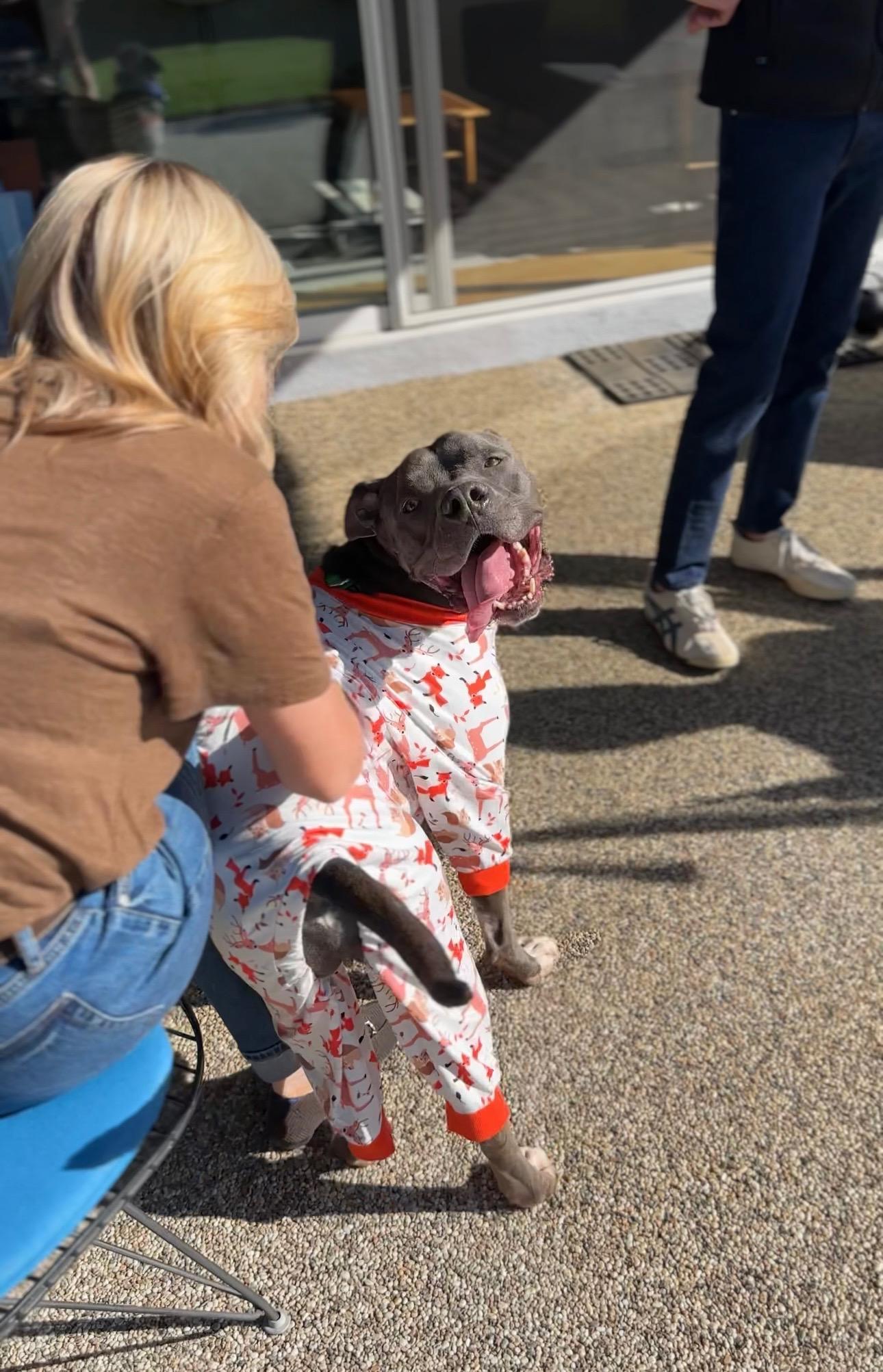 Enlarge Baloo, a ADOPTABLE Pit Bull Terrier in Los Angeles, CA image 2/5