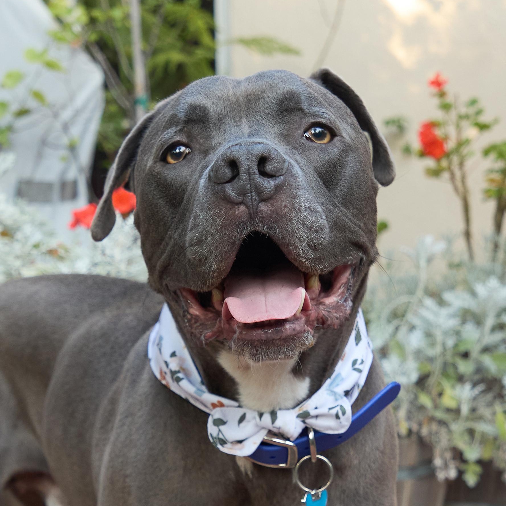 Baloo, ADOPTABLE, Adult Male Weimaraner & American Bully.