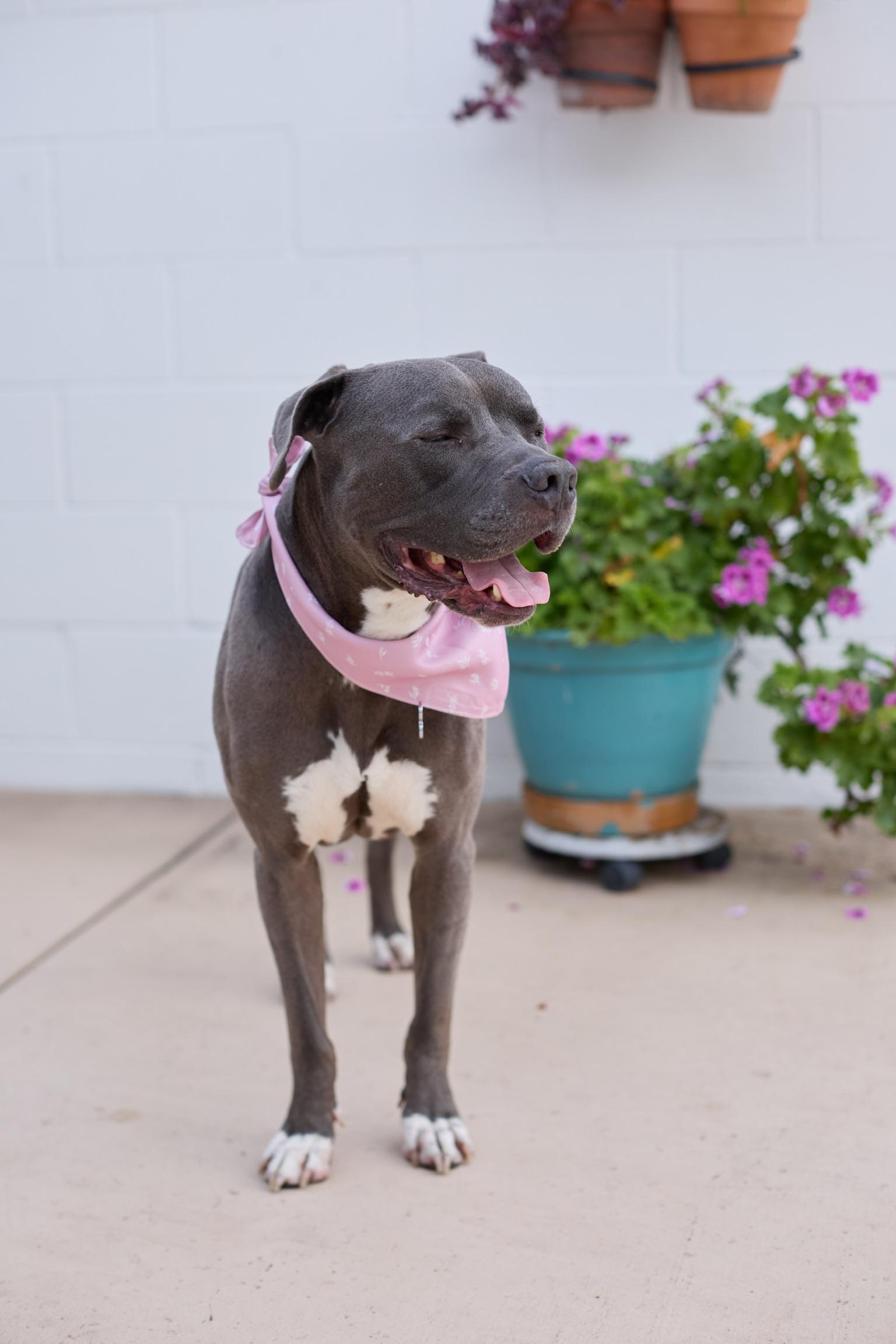 Enlarge Baloo, a ADOPTABLE Pit Bull Terrier in Los Angeles, CA image 5/5