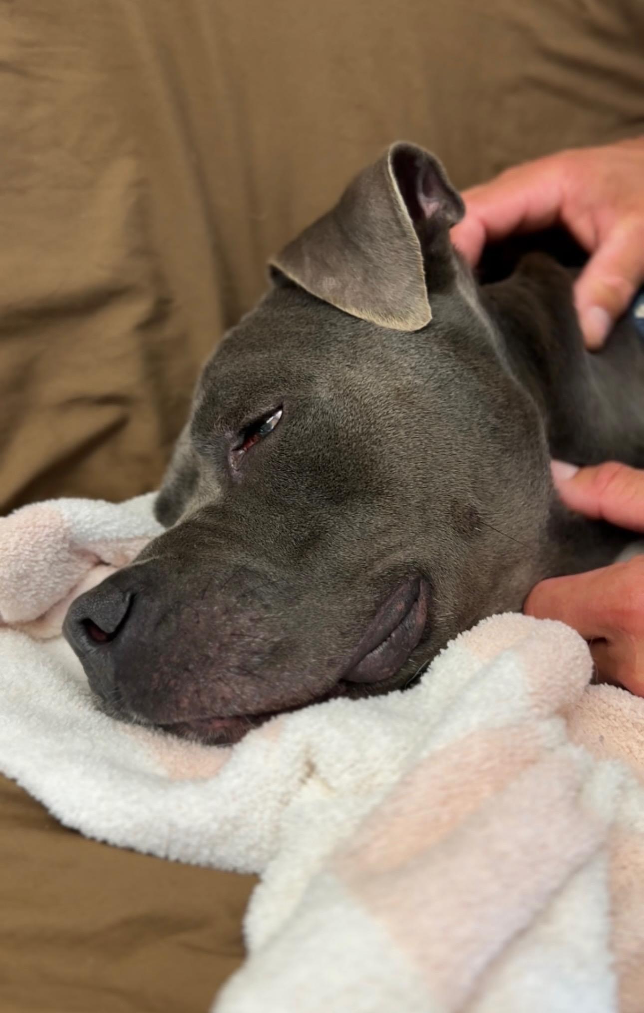 Enlarge Baloo, a ADOPTABLE Pit Bull Terrier in Los Angeles, CA image 5/5