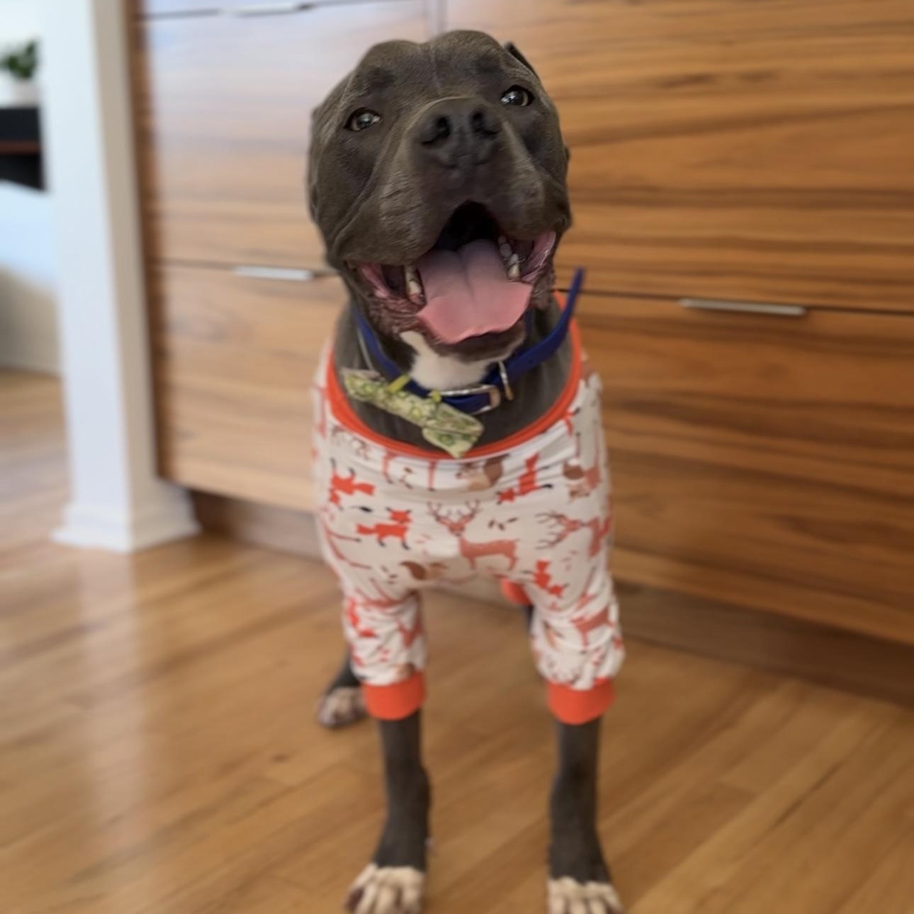 Baloo, a ADOPTABLE mixed breed in Los Angeles, CA image 2/6