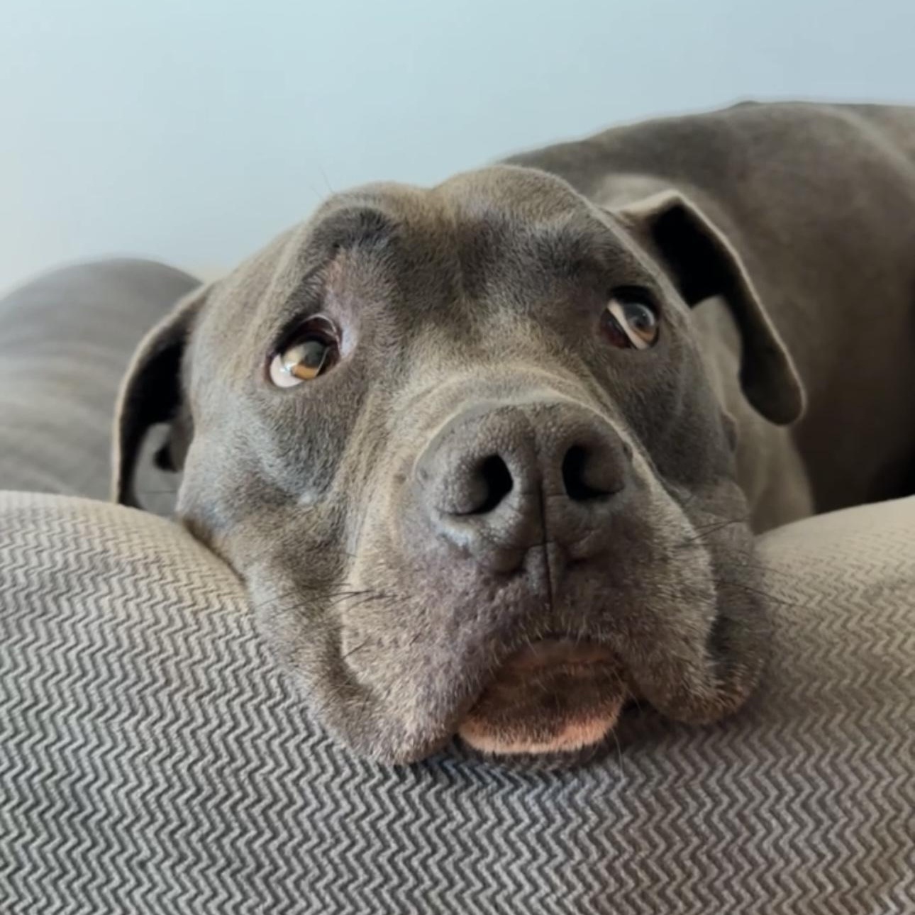 Baloo, a ADOPTABLE mixed breed in Los Angeles, CA image 3/6
