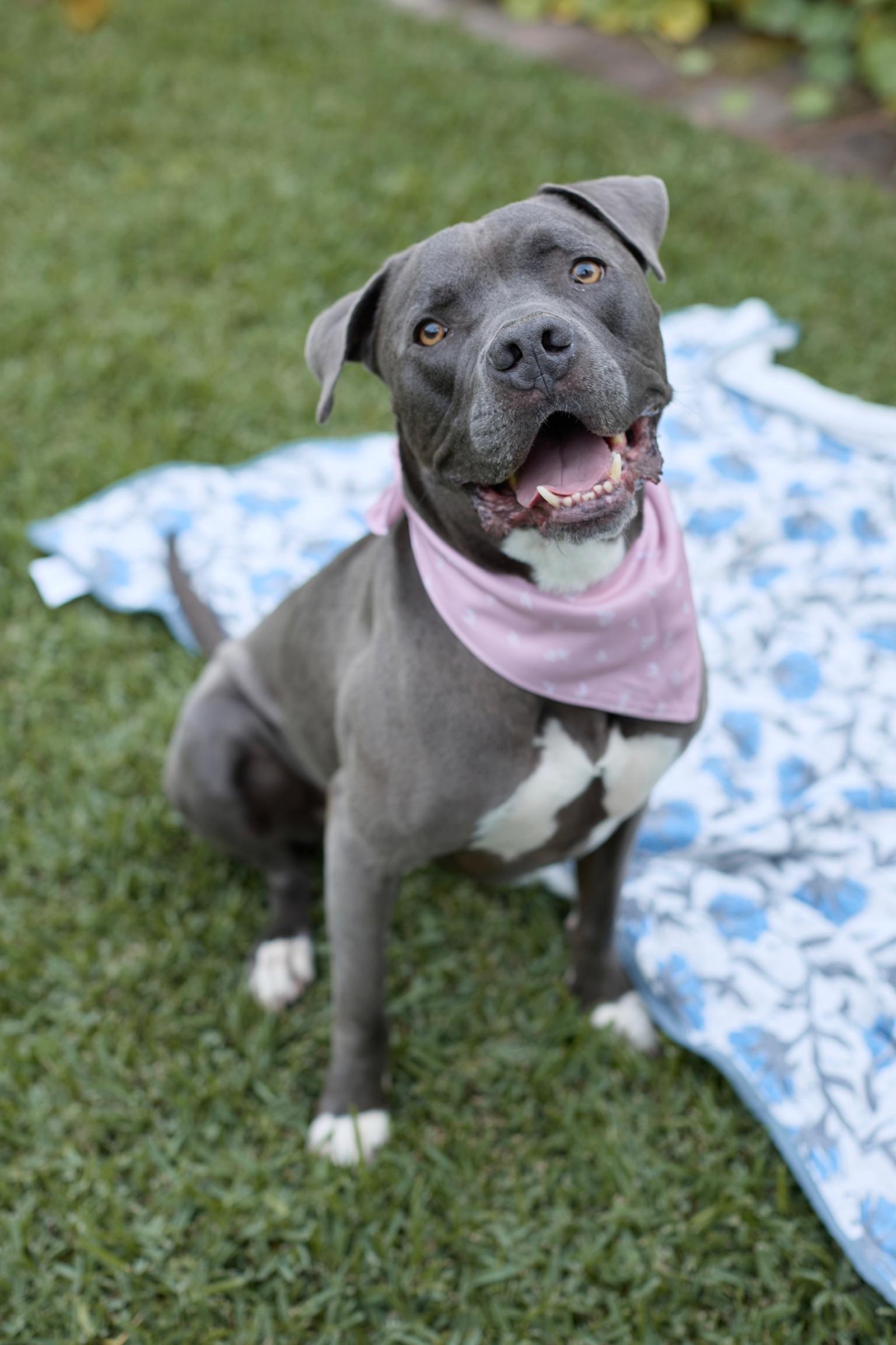Enlarge Baloo, a ADOPTABLE Pit Bull Terrier in Los Angeles, CA image 1/5