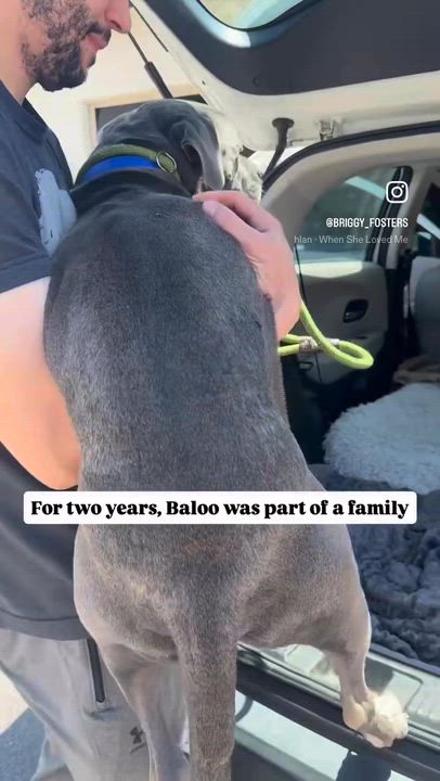 Enlarge Baloo, a ADOPTABLE mixed breed in Los Angeles, CA video 6/6