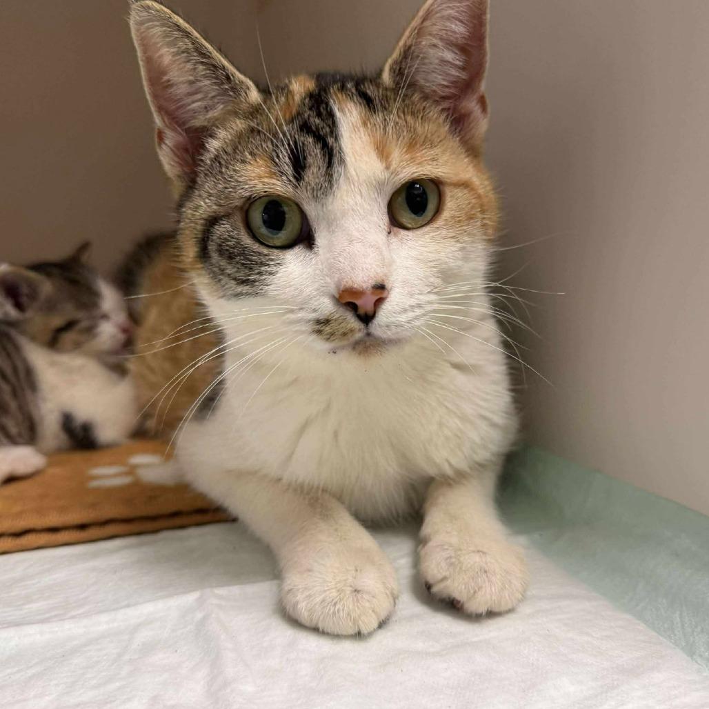 Enlarge Nyssa, a Adoptable Domestic Short Hair in Rocky Mount, VA image 1/3