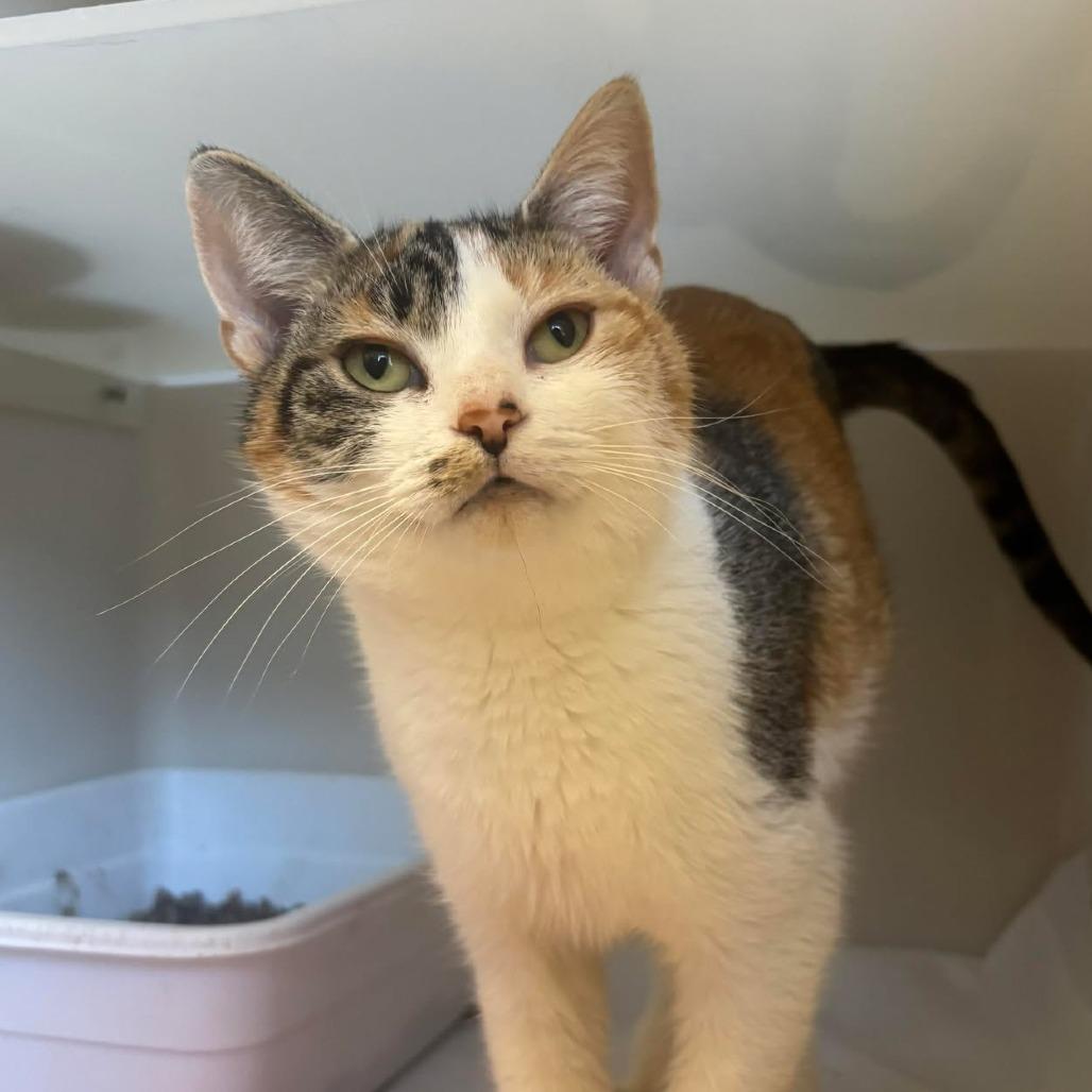 Enlarge Nyssa, a Adoptable Domestic Short Hair in Rocky Mount, VA image 2/3