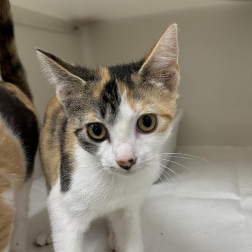 Enlarge Nyssa, a Adoptable Domestic Short Hair in Rocky Mount, VA image 3/3