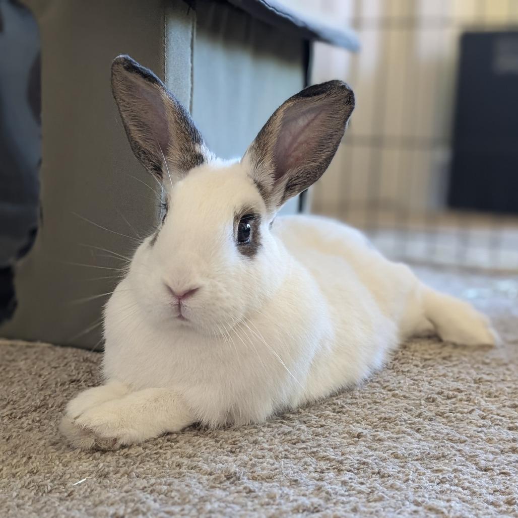 Enlarge Boba, a Adoptable English Spot in Elverta, CA image 1/1