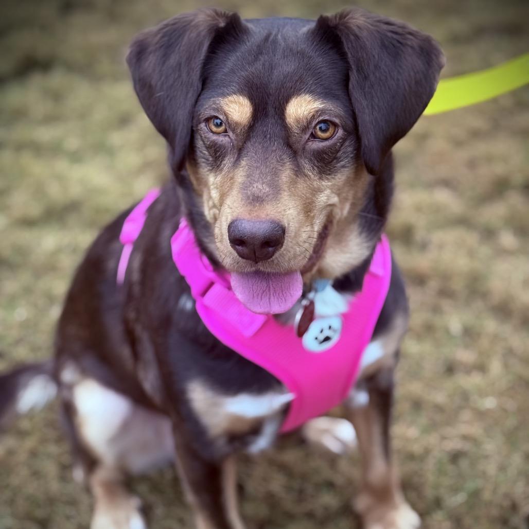 Vayda, Adoptable, Adult Female Hound & Catahoula Leopard Dog.
