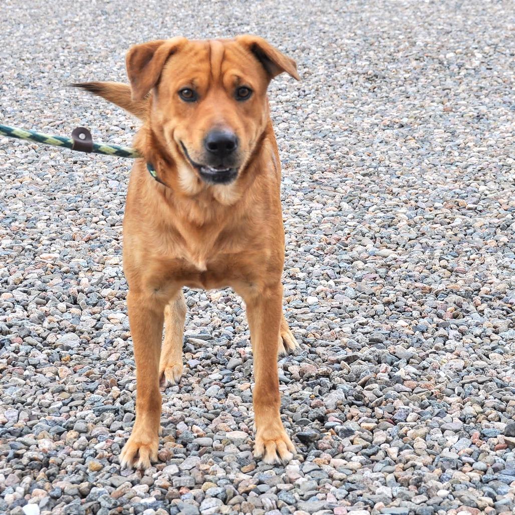 Clifford, Adoptable, Adult Male Labrador Retriever.