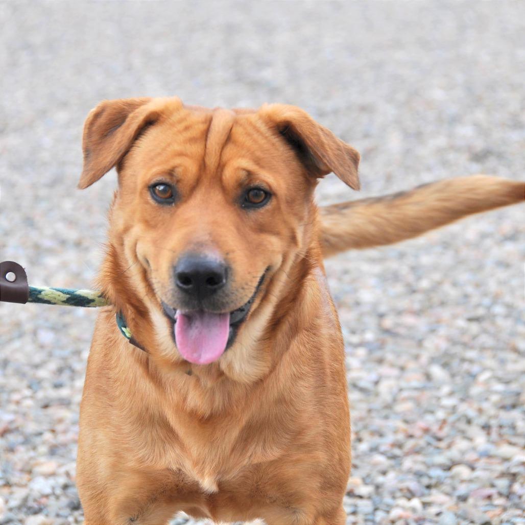 Enlarge Clifford, a Adoptable mixed breed in Prescott, AZ image 2/6