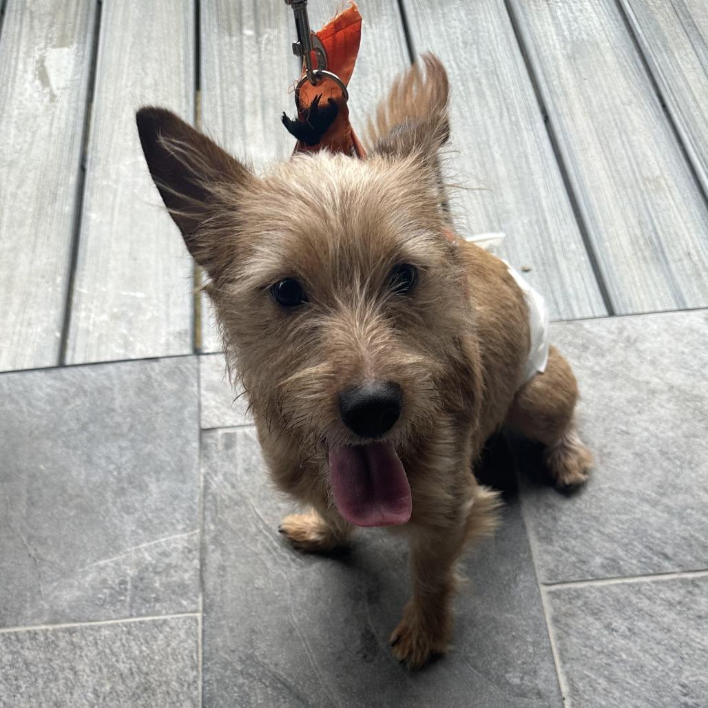 Brownie HHD, Adopted, Young Male Australian Terrier.