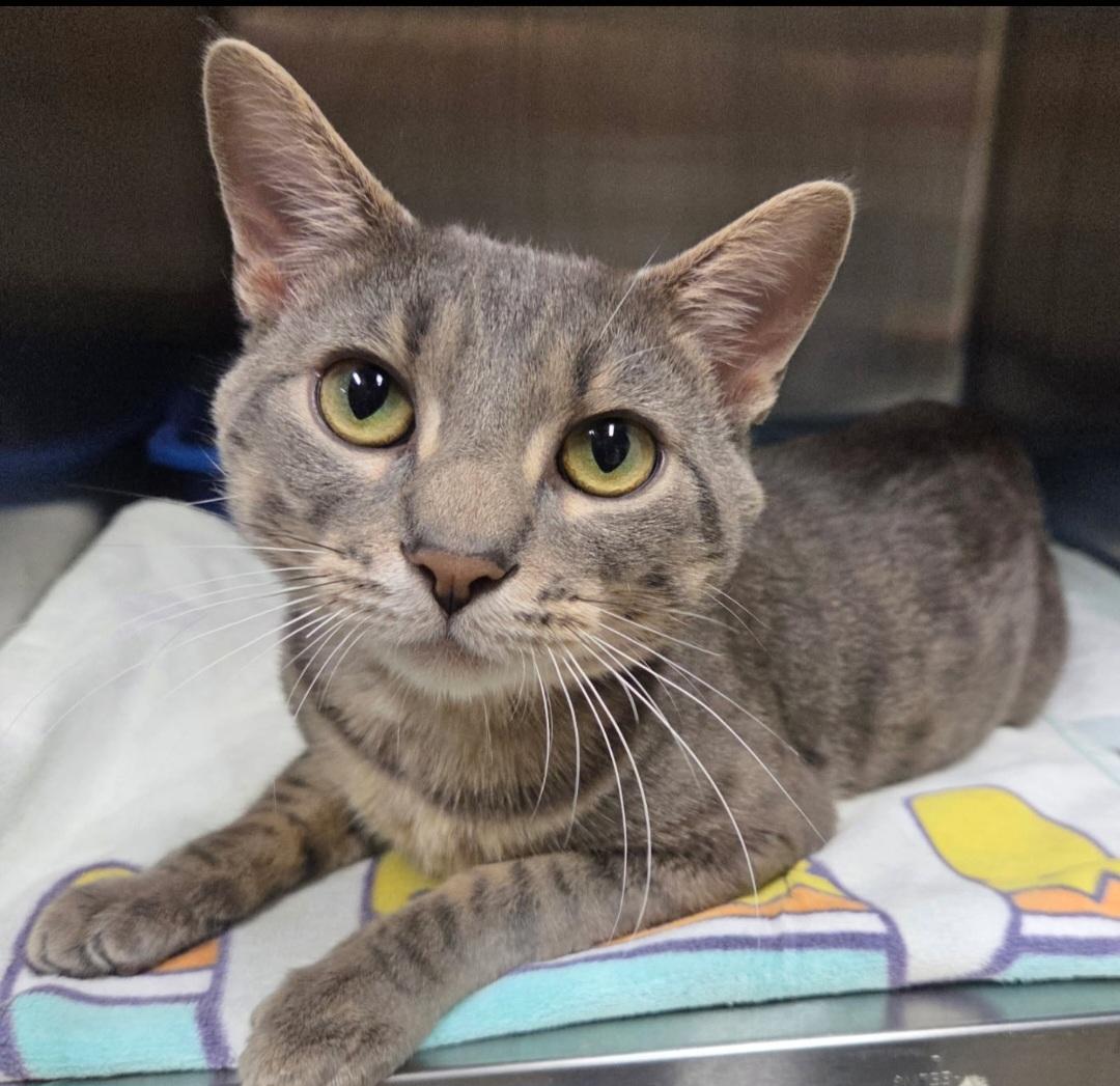 Emmett, Adoptable, Adult Male Domestic Short Hair.