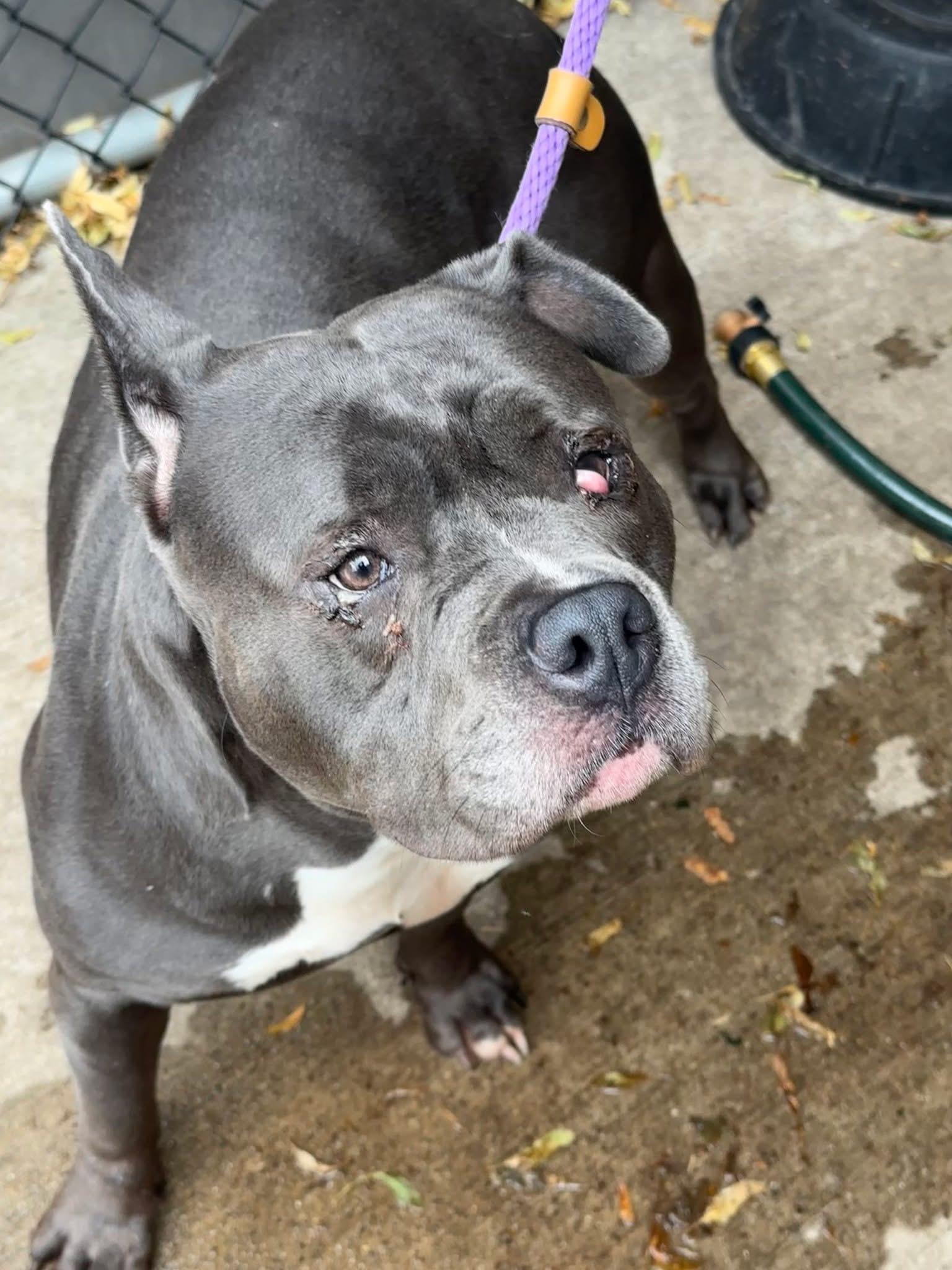 Grenadine, a ADOPTABLE Pit Bull Terrier in Chicago, IL image 4/5
