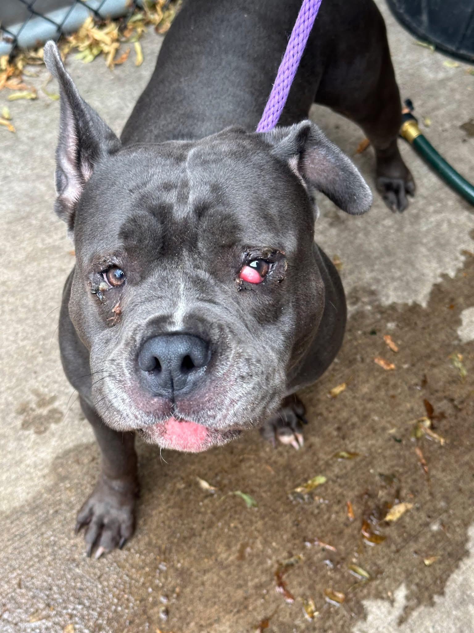 Grenadine, a ADOPTABLE Pit Bull Terrier in Chicago, IL image 3/5