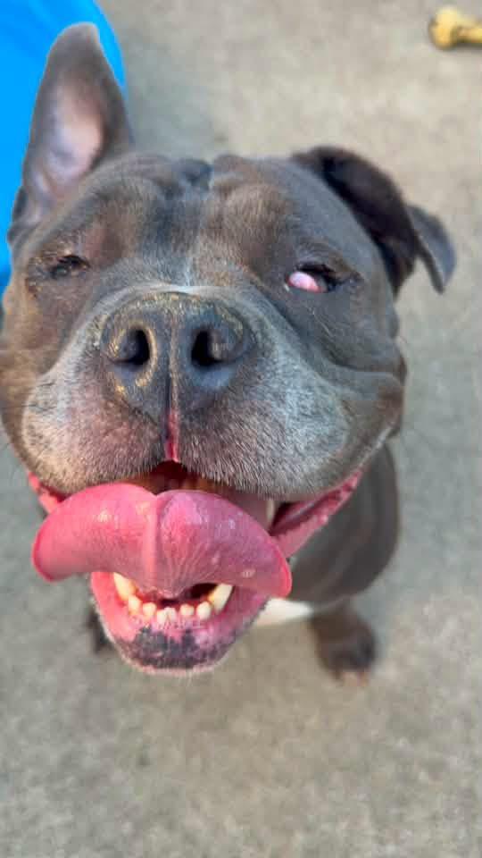Grenadine, a ADOPTABLE Pit Bull Terrier in Chicago, IL image 2/5