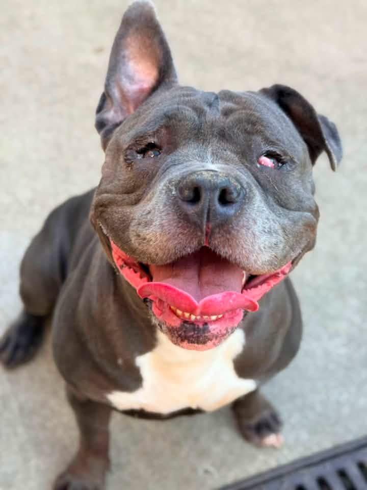 Grenadine, a ADOPTABLE Pit Bull Terrier in Chicago, IL image 1/5