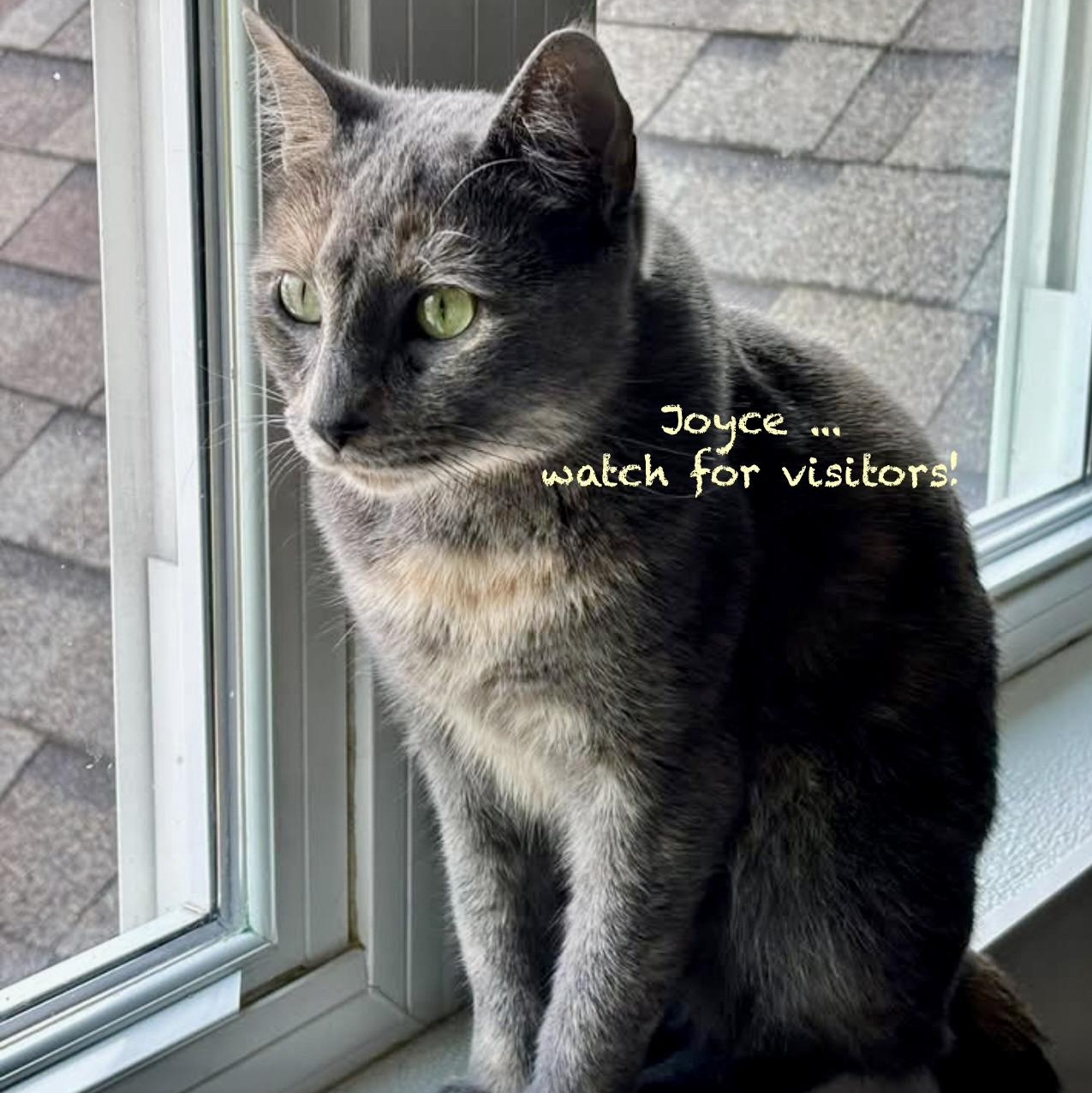 Joyce, an adoptable Tortoiseshell in Palatine, IL image 1/6