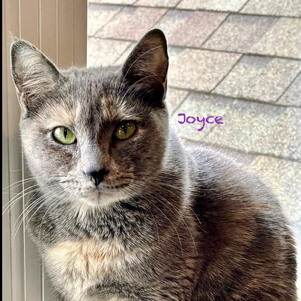 Joyce, an adoptable Tortoiseshell in Palatine, IL image 5/6