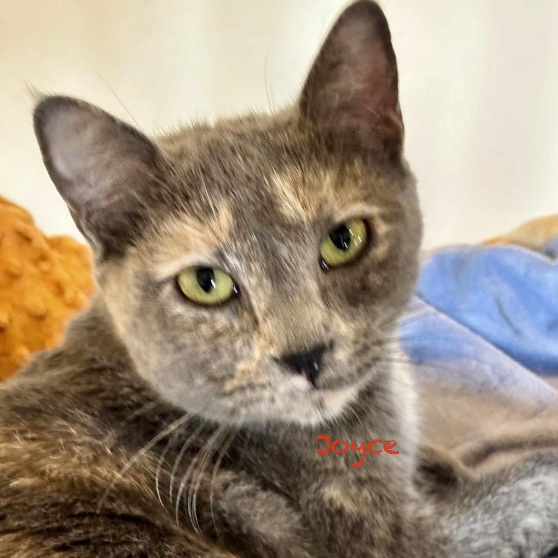 Joyce, an adoptable Tortoiseshell in Palatine, IL image 4/6