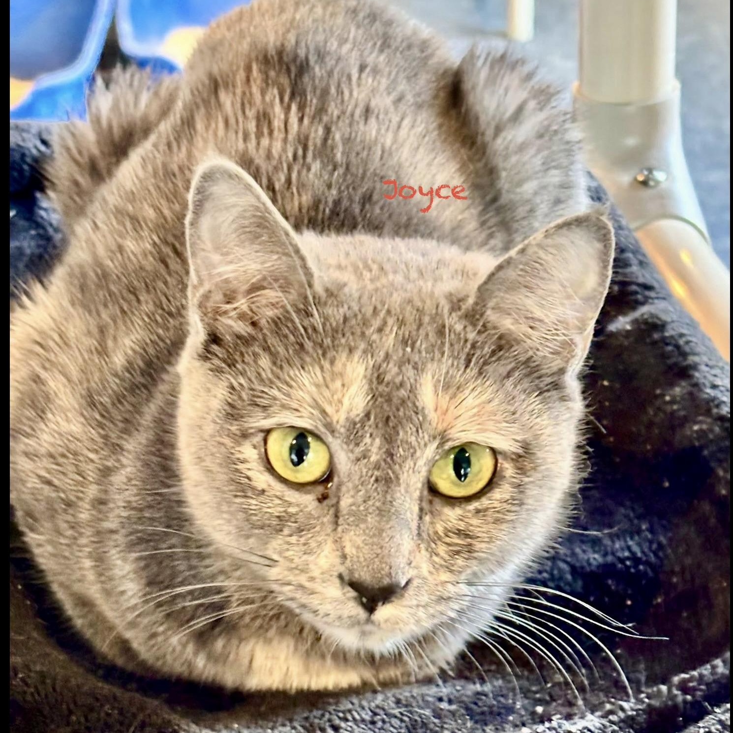 Joyce, an adoptable Tortoiseshell in Palatine, IL image 6/6