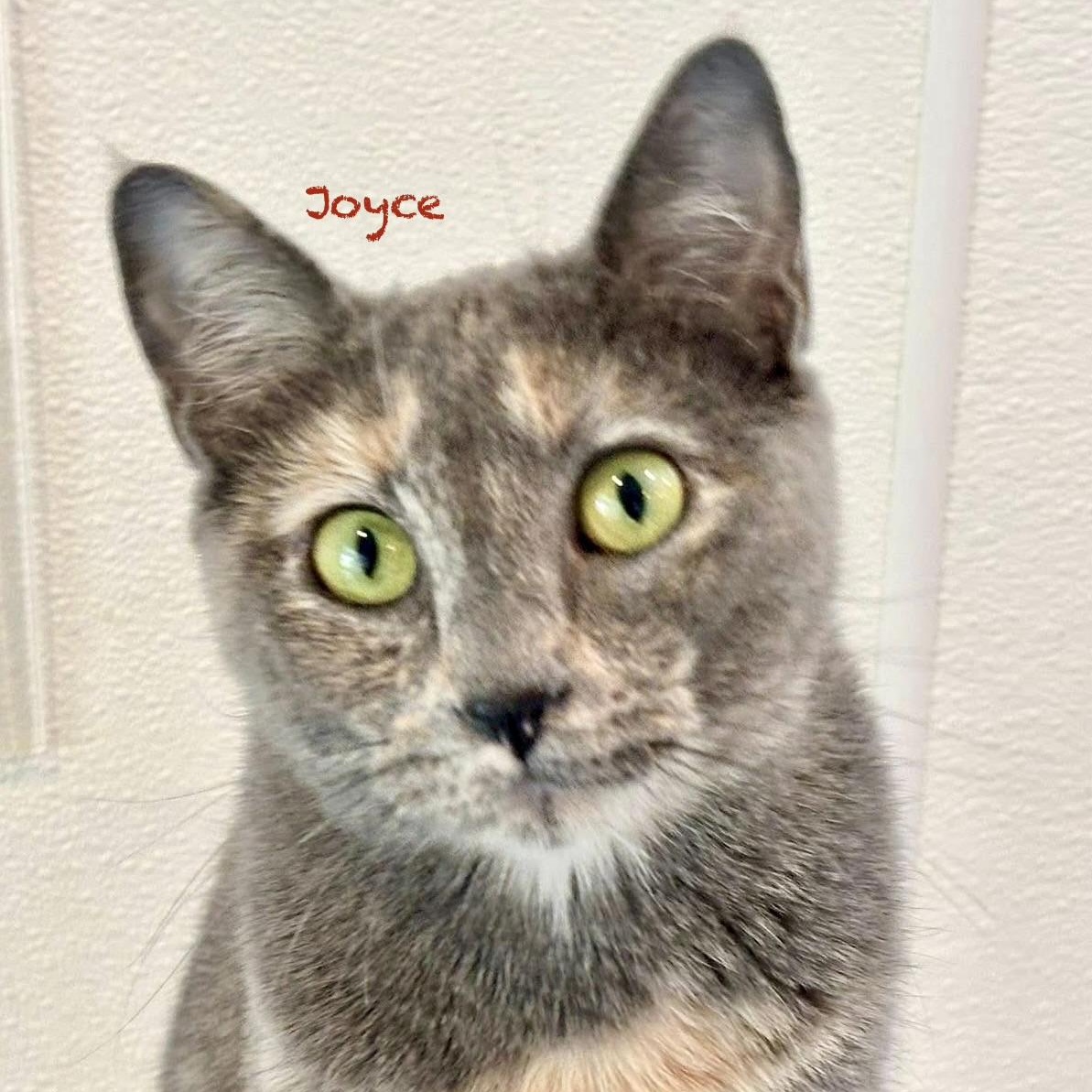 Joyce, an adoptable Tortoiseshell in Palatine, IL image 2/6