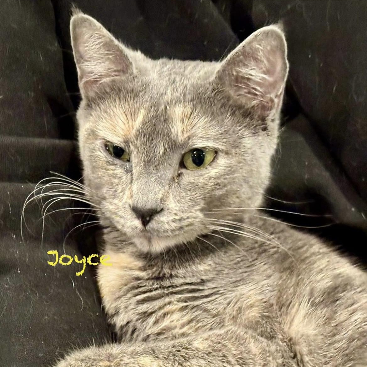 Joyce, an adoptable Tortoiseshell in Palatine, IL image 3/6