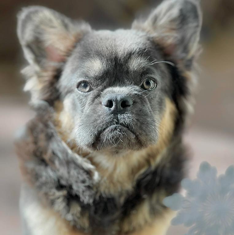 Enlarge Coco, a ADOPTABLE French Bulldog in Mead, CO image 1/1