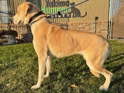 Abigail, a Adoptable mixed breed in Yakima, WA image 1/2