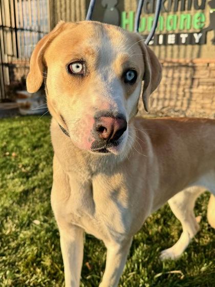 Abigail, a Adoptable mixed breed in Yakima, WA image 2/2