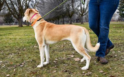 Abigail, Adoptable, Adult Female Labrador Retriever & Siberian Husky.
