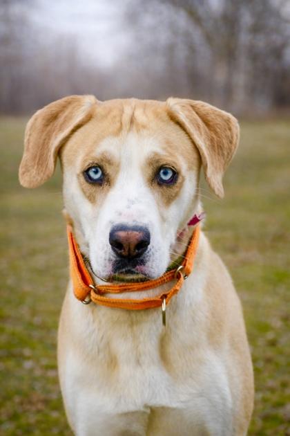 Enlarge Abigail, a Adoptable mixed breed in Yakima, WA image 2/3