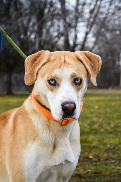 Enlarge Abigail, a Adoptable mixed breed in Yakima, WA image 3/3