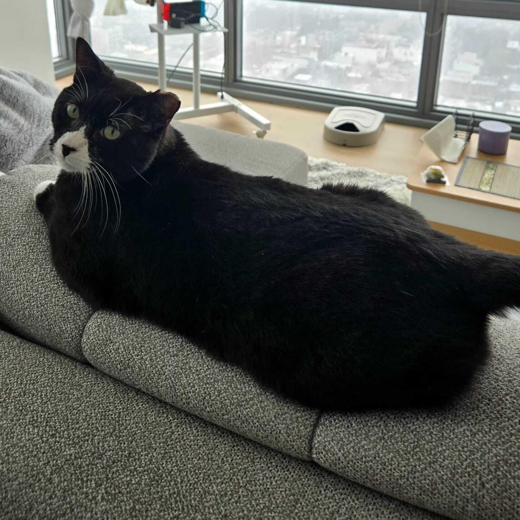 Enlarge Cookie Coquito, a Adoptable Domestic Short Hair in Long Island City, NY image 3/6