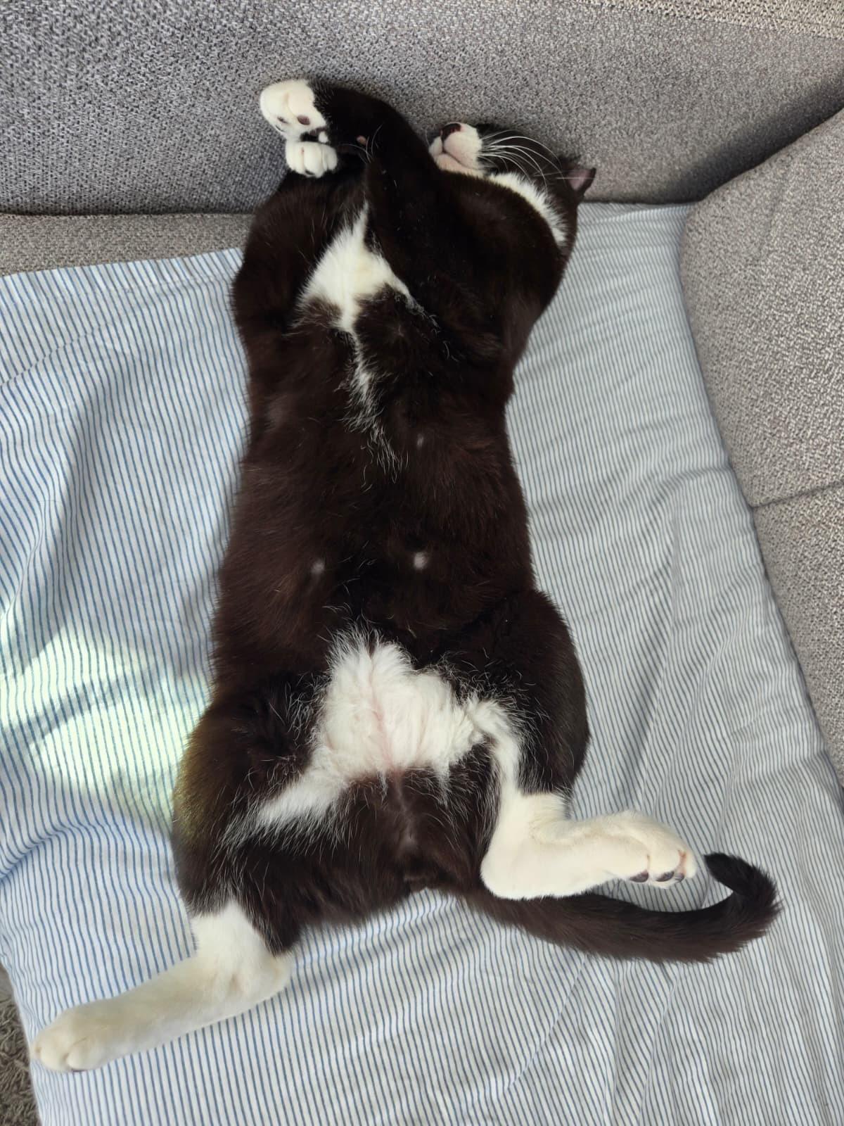 Enlarge Cookie Coquito, a Adoptable Domestic Short Hair in Long Island City, NY image 4/6